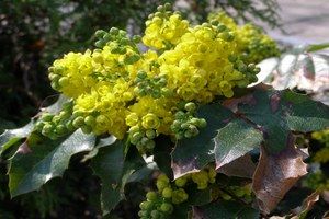 Mahonia pospolita – zimowa ozdoba ogrodu.