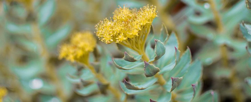 Różeniec górski (Rhodiola Rosea), czyli arktyczny korzeń: jakie są jego właściwości lecznicze?