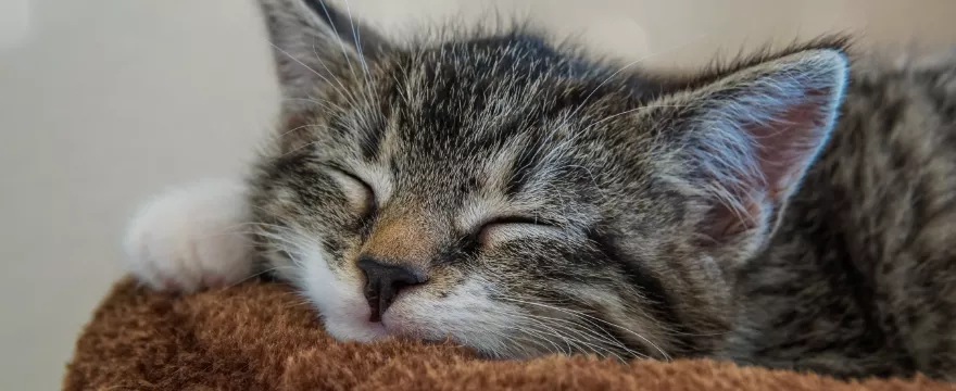 Alergia na kota – objawy, leczenie, i czy na każdego kota?