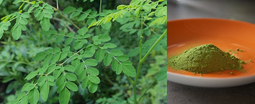 Moringa czyli drzewo życia: właściwości i zastosowanie